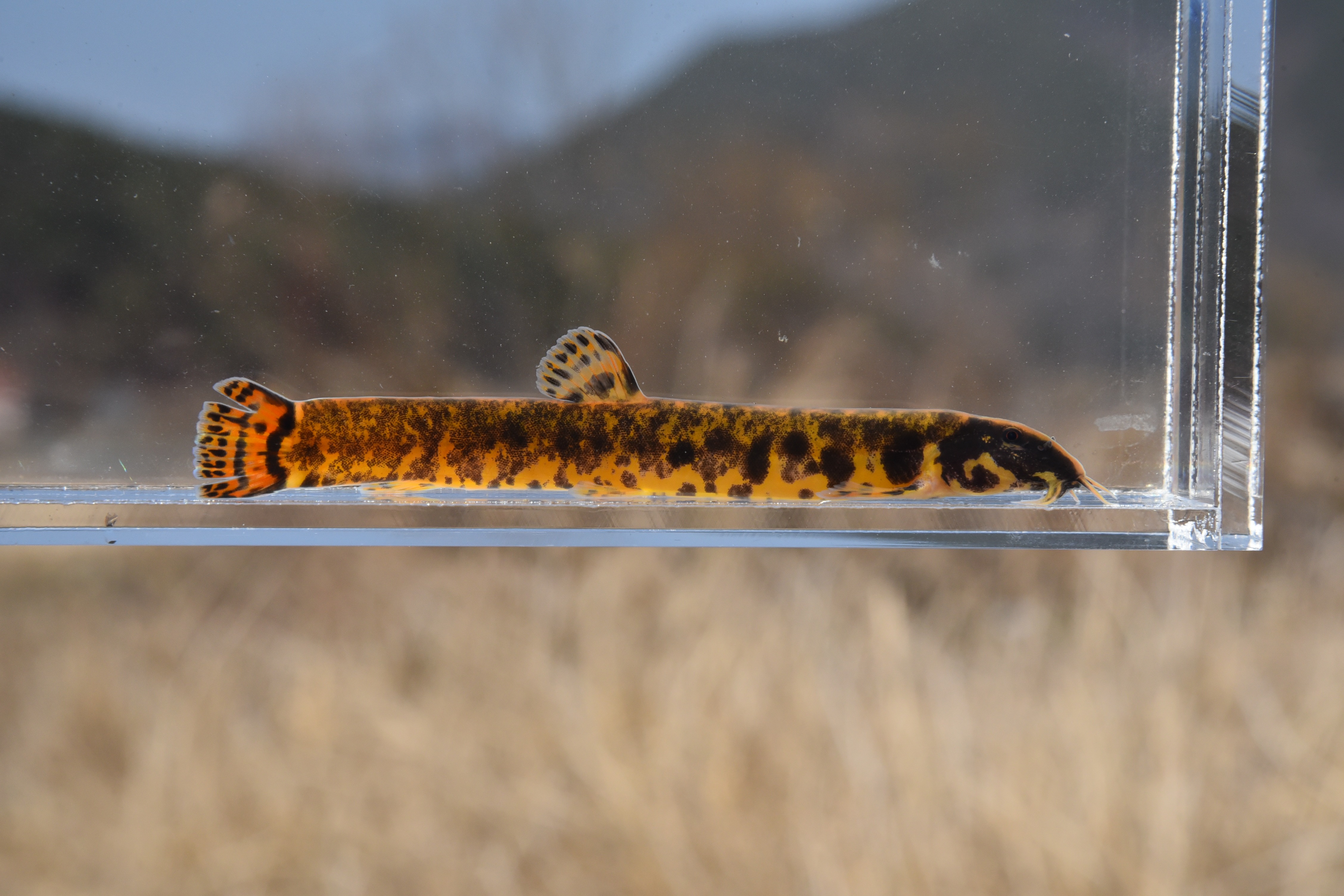 얼룩새코미꾸리 완벽정리