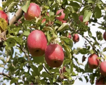 문경 사과축제_24