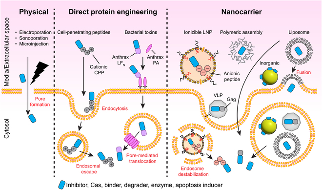 Intracellular protein delivery