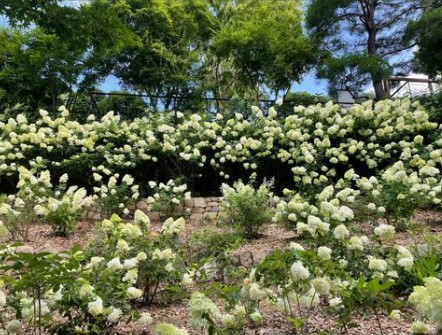 화담숲 수국축제