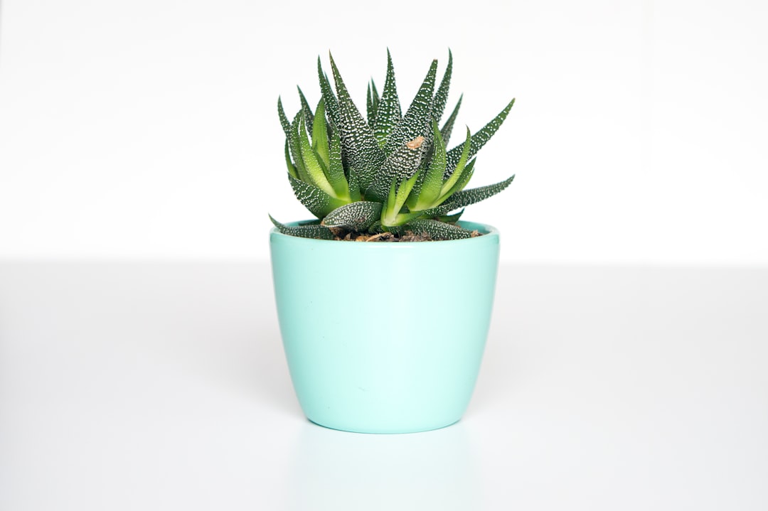 Succulent.