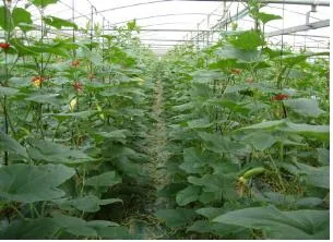 애호박 재배 꽃 관리 수분 받기 토양 배수 개선_4