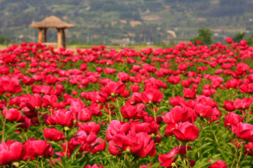 합천 핫들생태공원 작약꽃 축제