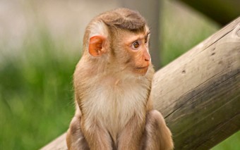 2024년 신년운세(9)원숭이띠