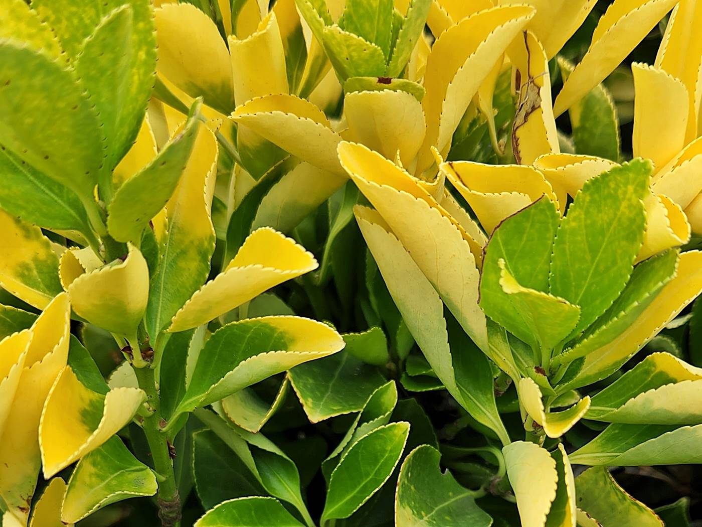 황금사철나무(금사철)