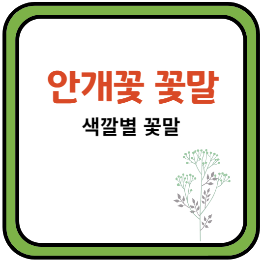 안개꽃