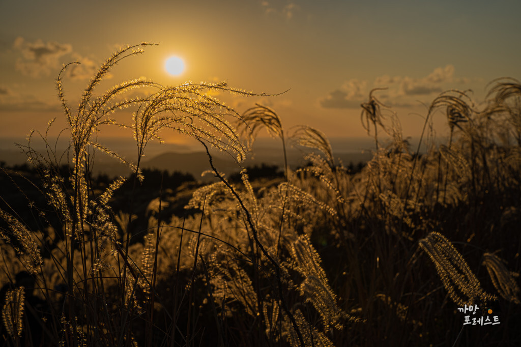 제주 금오름 억새 풍경