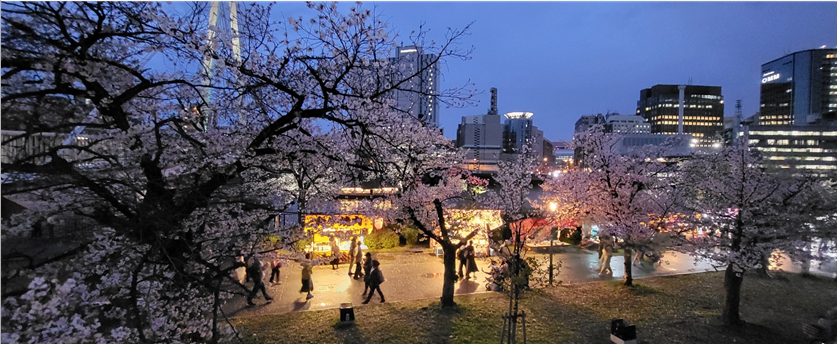 오사카 조폐국 야에자쿠라