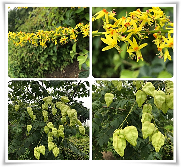 화초 "모감주나무" 황금빛 비를 내리는 신비로운, 꽃보다 열매가 예쁜 나무!