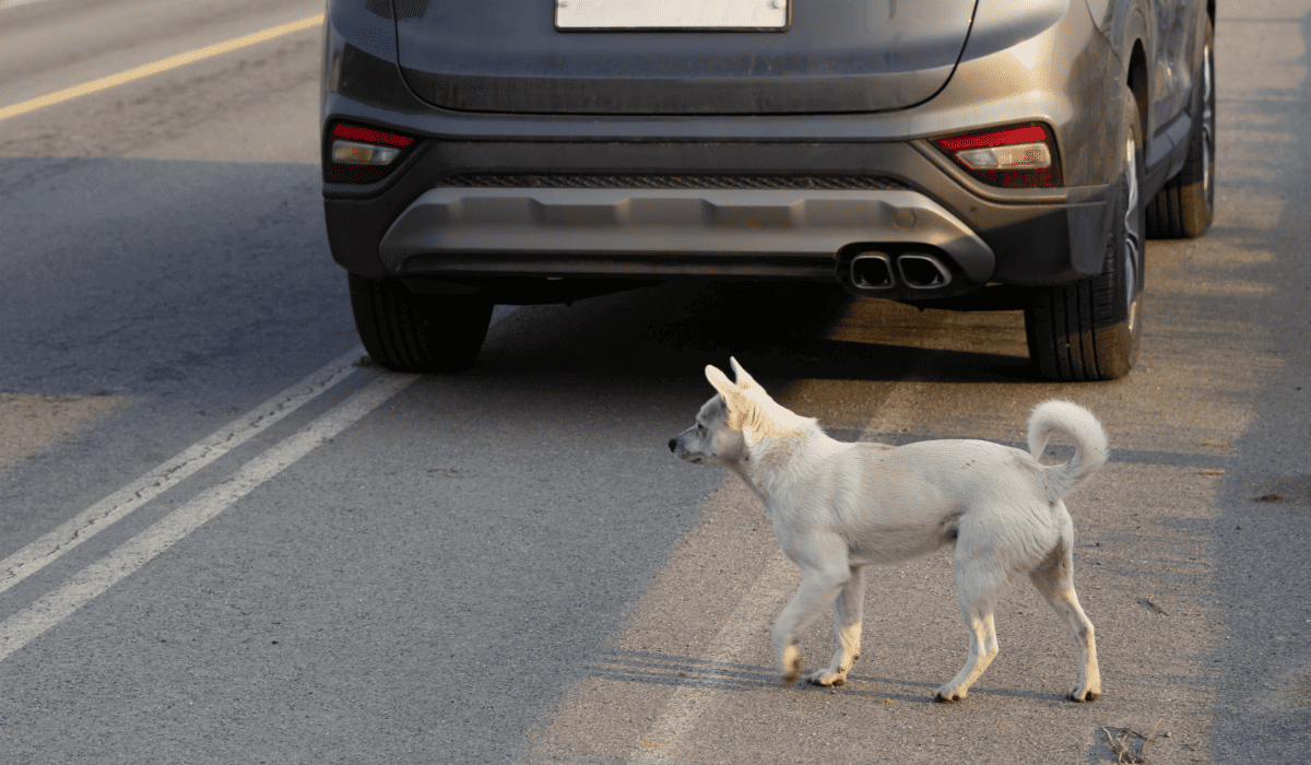 쏘렌토_중고차_가격_29