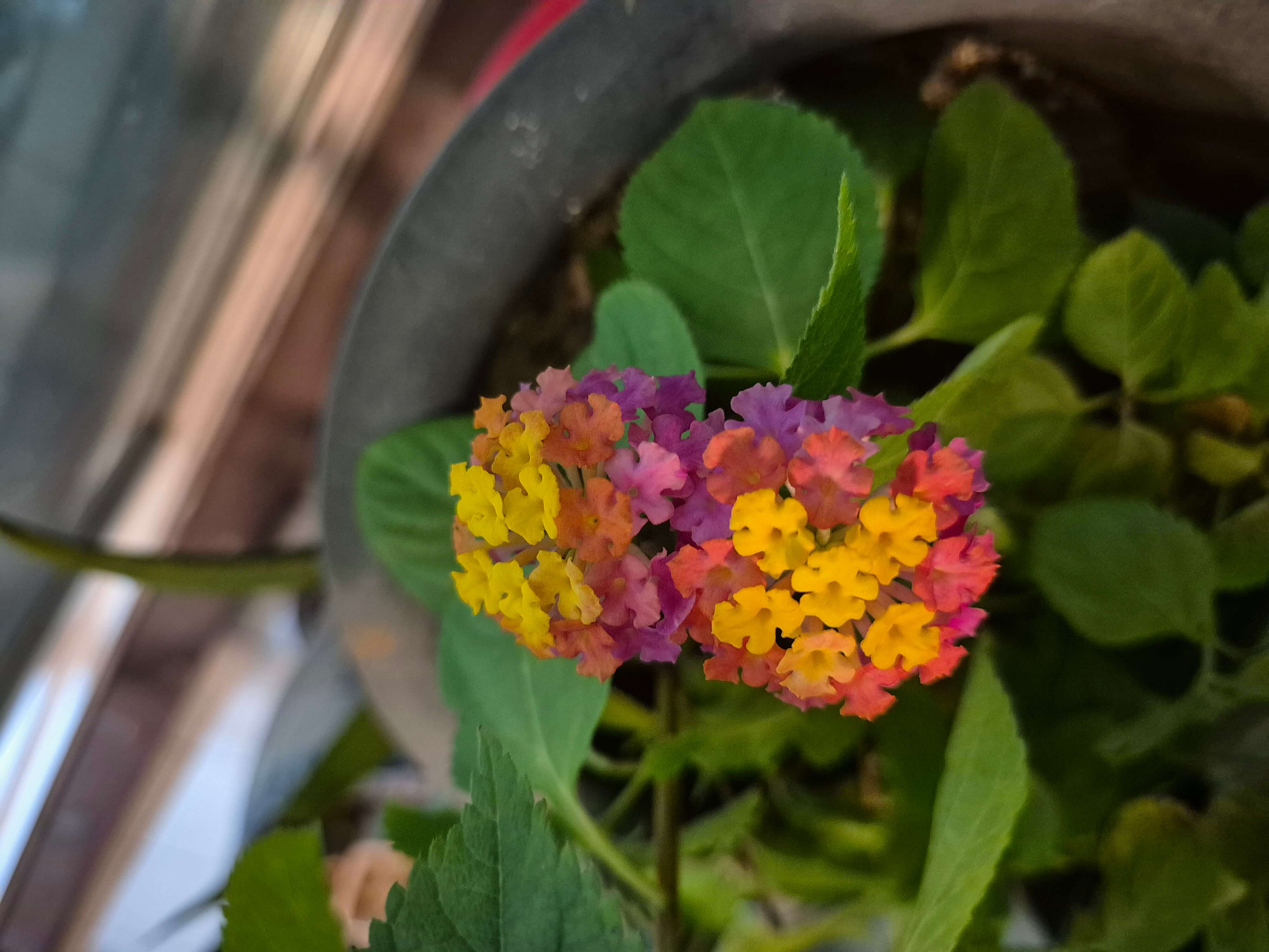 란타나와 관련된 사진입니다.