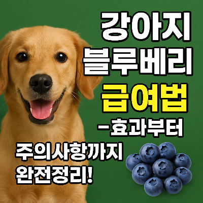 강아지 블루베리, 먹여도 될까? 눈 건강에 좋은 슈퍼푸드!