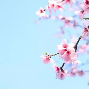 벚꽃 개화 시기