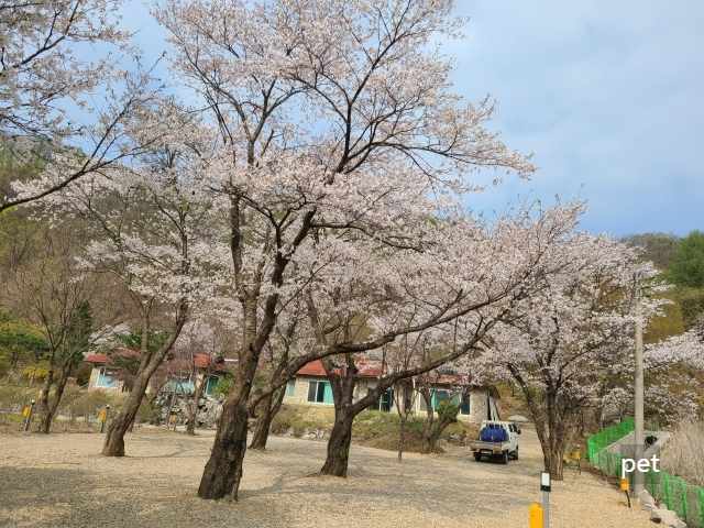 경기-연천-보물나라캠프-예약-방법-애견-동반-가격-주소-시간-후기