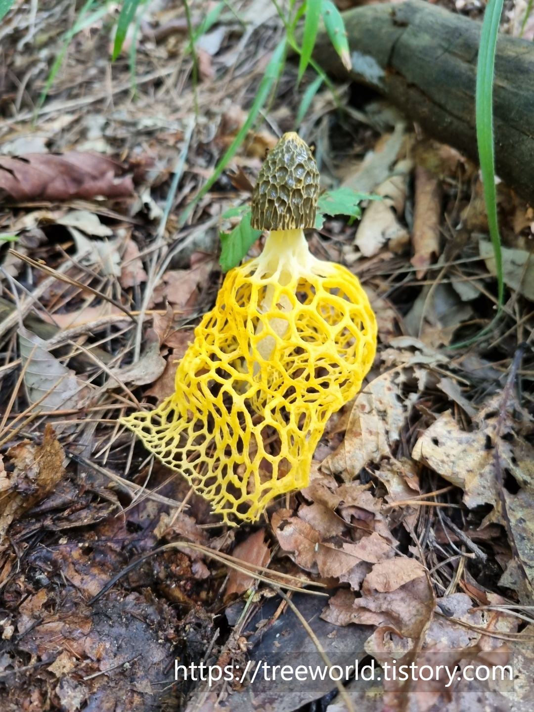 노랑망태버섯