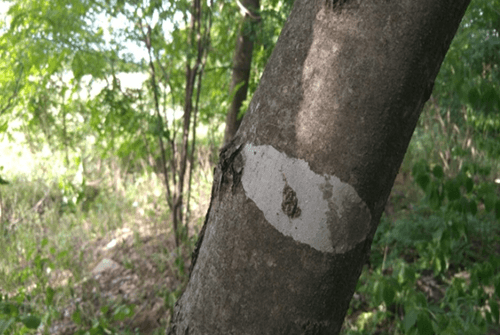 두충나무껍질02