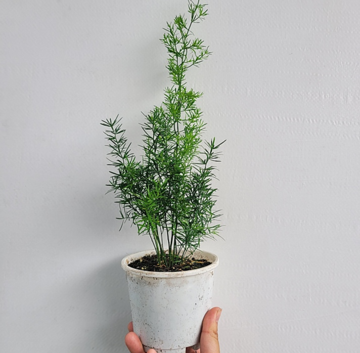 아스파라거스 마제파