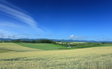 2025 양평 밀축제