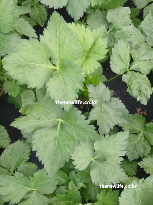 참나물 효능의 변비 개선에 도움을 주는 식이섬유가 풍부한 참나물 실사진