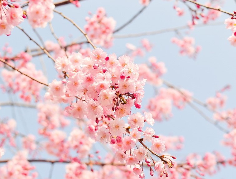 2025 인천 벚꽃 축제 | 자유공원 & 월미공원 개화 시기부터 프로그램까지!