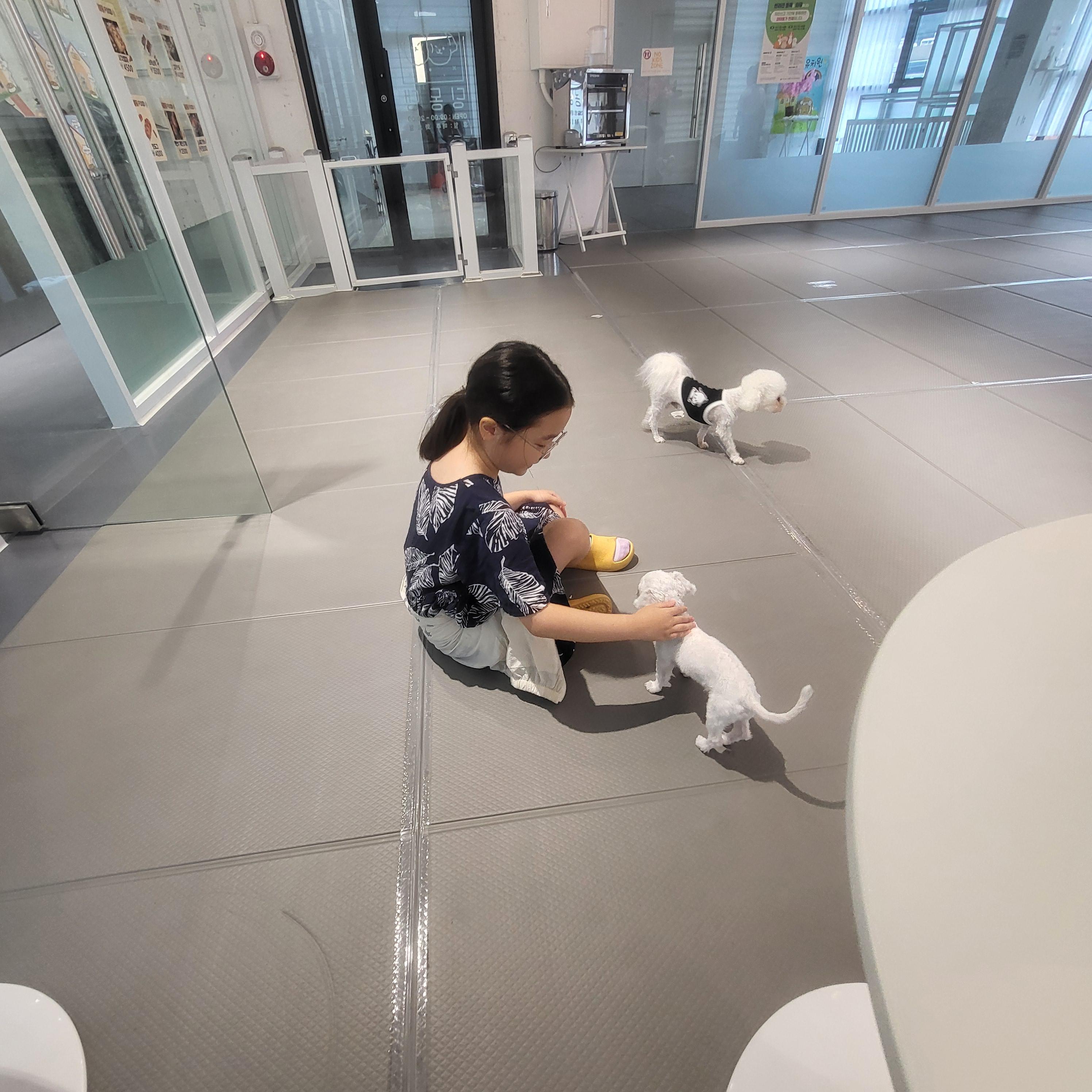 울산 애견 카페(딩동댕 애견카페)