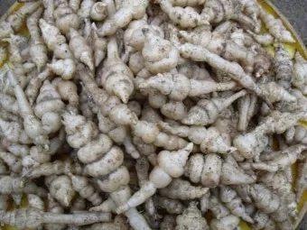 초석잠 재배 씨눈 맞추기 보온 피복 수확 정리_32