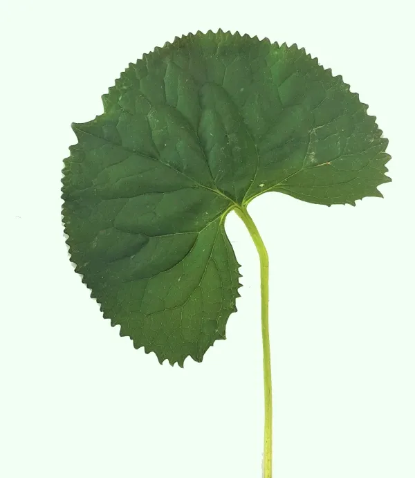 곰취 먹는방법 쌈 무침 장아찌 만드는법 요리 데치는방법_8