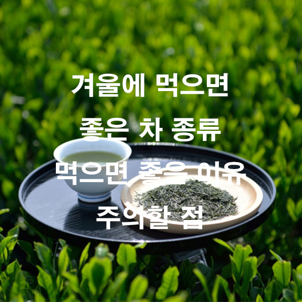 겨울에 먹으면 좋은 차 종류 먹으면 좋은 이유 주의할 점