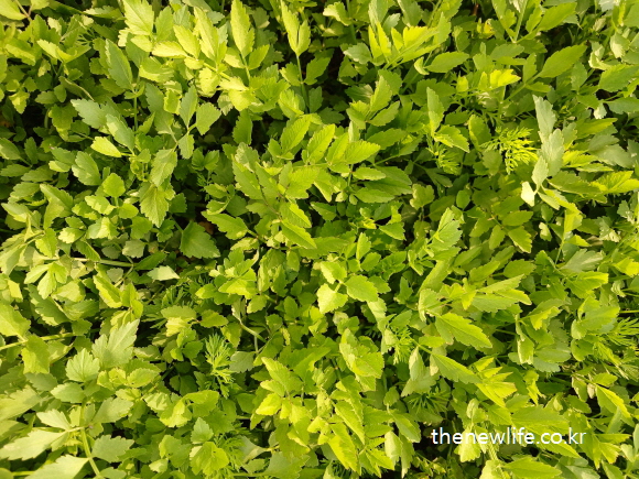 Top-down view of lush Korean minari (water parsley) field – vibrant and dense green leaves for blood pressure support. / 미나리밭을 위에서 바라본 장면 – 풍성하고 빽빽하게 자란 미나리 잎의 싱그러움이 가득합니다.