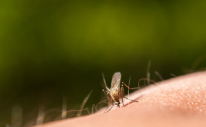 모기 물려서 가려울 때