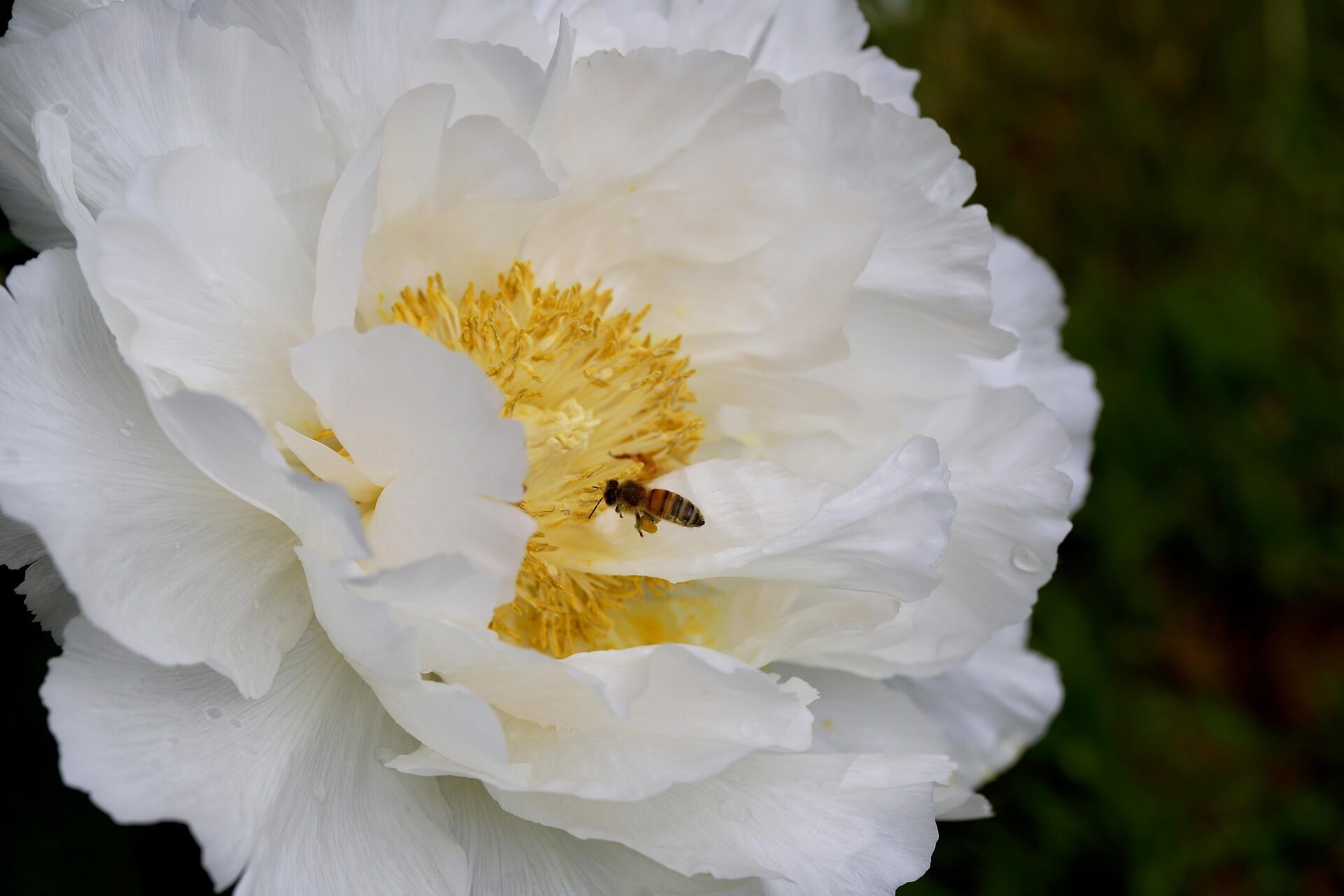 작약 꽃말