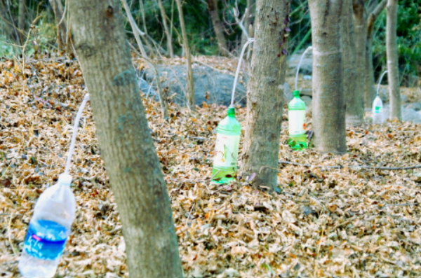 고로쇠물의 효능: 자연에서 얻은 건강의 비밀