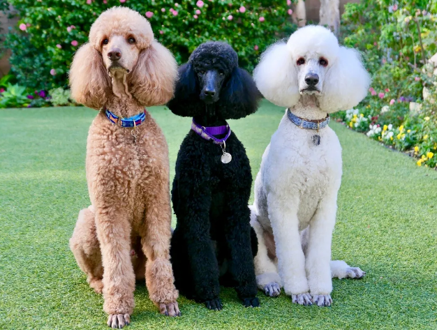 푸들의 귀여운 모습 사진