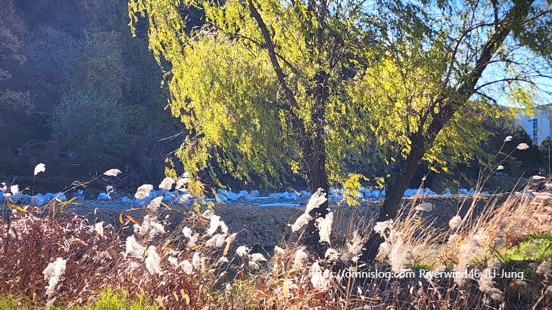 수영천의 가을풍경