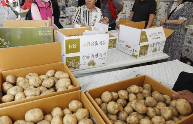 괴산 감물감자축제 일정 장소 초대가수 감자캐기 체험
