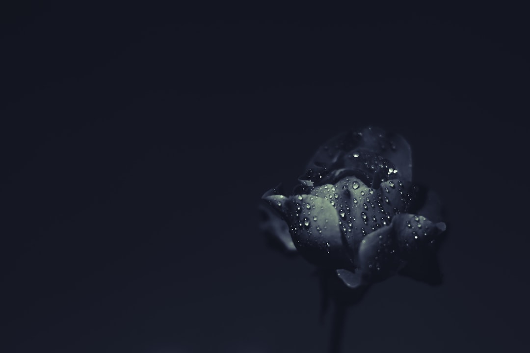 Rebirth