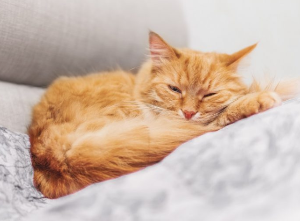 피곤해 보이는 고양이