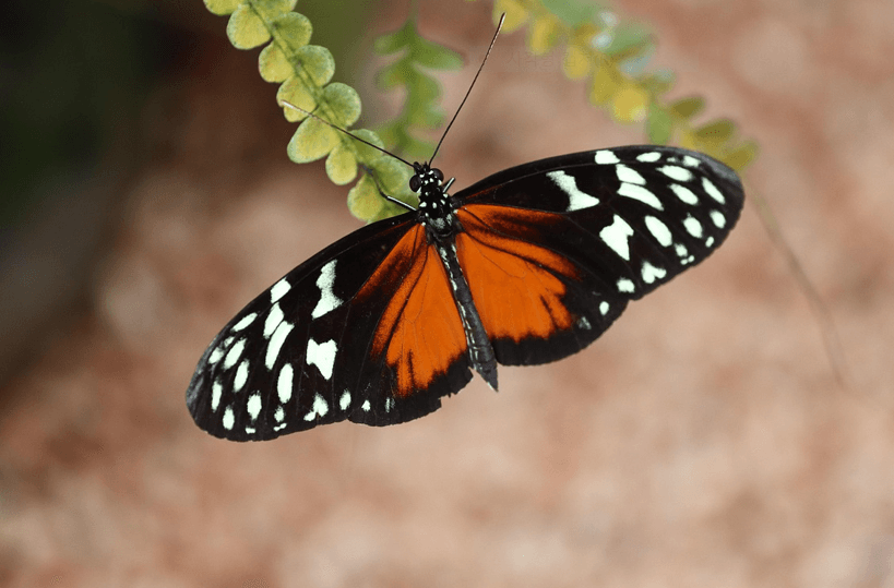 &amp;#39;호랑이기운이 어흥! 이벤트 참여방법&amp;#44;기아타이거즈 유니폼 증정