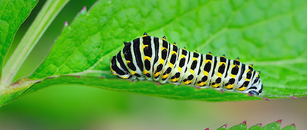 호랑나비 애벌레2