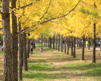 홍천 은행나무숲_19