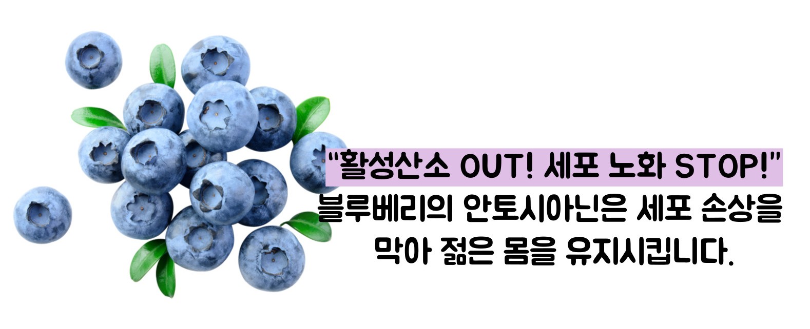 블루베리 효능