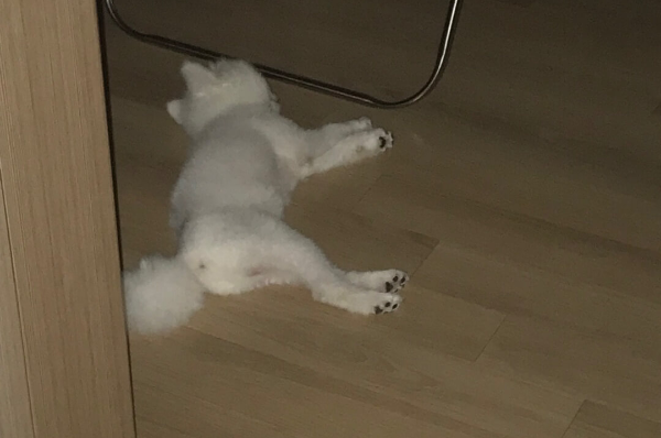 옆으로_누워자는_강아지