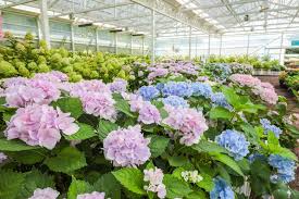 9월 꽃 축제 하는 곳