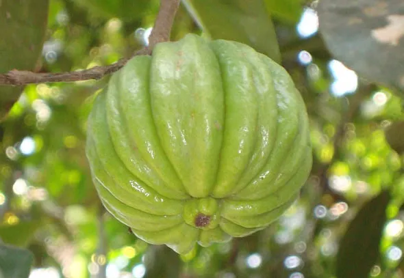 가르시니아 캄보지아 추출물