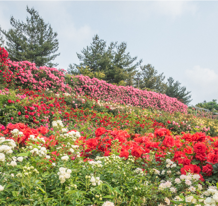 2023.서울 중랑구 장미축제.일정.주차.추천코스.맛집.2023안내.총정리