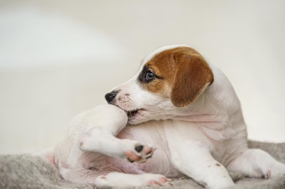 간지러운 강아지