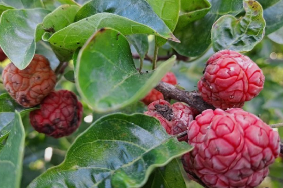 꾸지뽕나무 열매