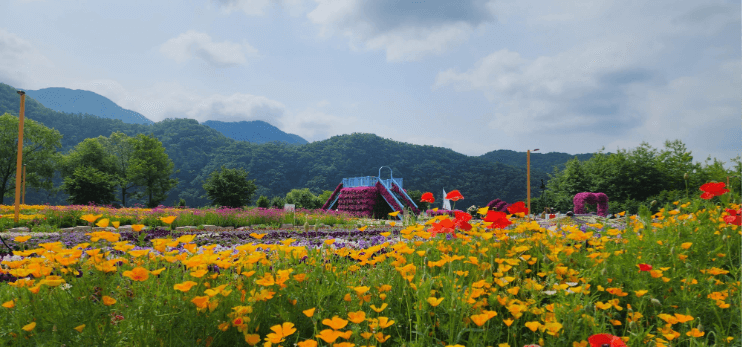 2025 가평 봄&middot;가을 여행 필수코스! 자라섬 꽃 페스타