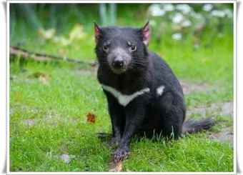 태즈메이니아 데빌 특징 매력 성격_21