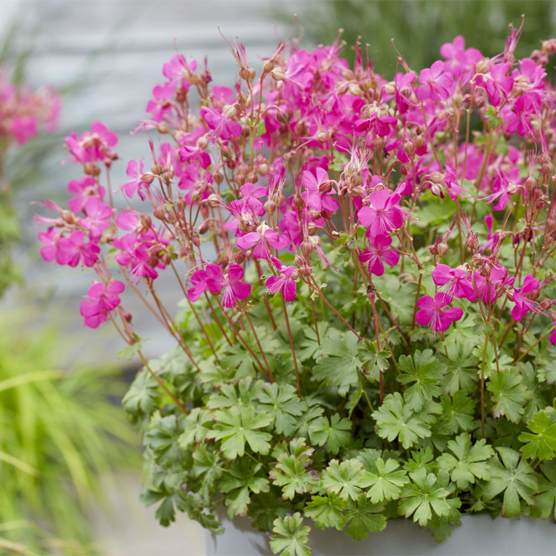 제라늄 키우기 삽목 종류 잎이 노래지는 이유 물주기 가지치기 꽃말 분갈이